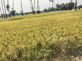 2 Acres in Saraipali Basna Terrain