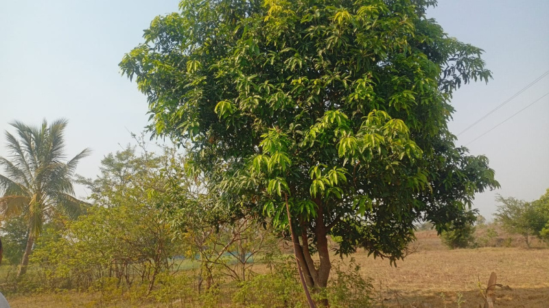 3 Acres Mango Plantation in Takhatpur