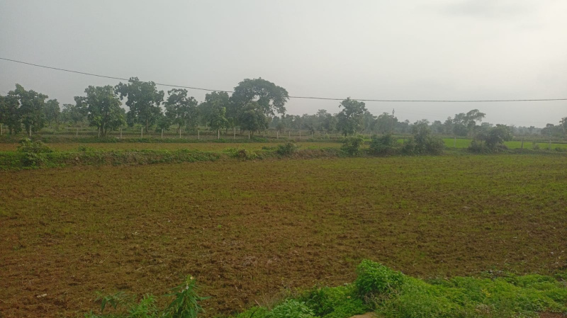 4.80 Acres Agricultural Land in Masturi Bilaspur