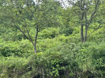 Property for sale in Yamkeshwar, Pauri Garhwal