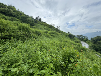 1500 Sq. Yards Agricultural/Farm Land for Sale in Neelkanth Road, Rishikesh