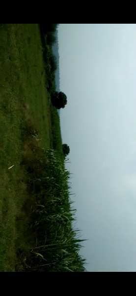 Agricultural/Farm Land for Sale in Doiwala, Dehradun (150 Bigha)