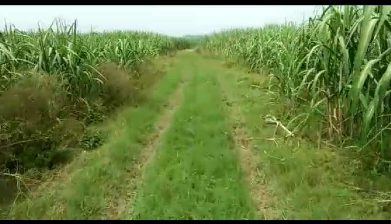Agricultural/Farm Land for Sale in Doiwala, Dehradun (150 Bigha)