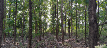 Agricultural/Farm Land For Sale In Arcot, Vellore (25 Cent)