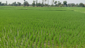 Agriculture land for sale in Kalavai
