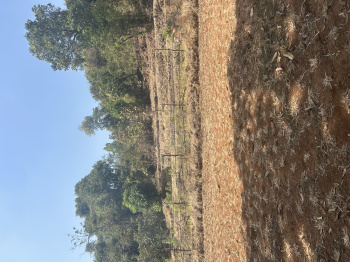 3.11 Acre Agricultural/Farm Land for Sale in Mahad, Raigad
