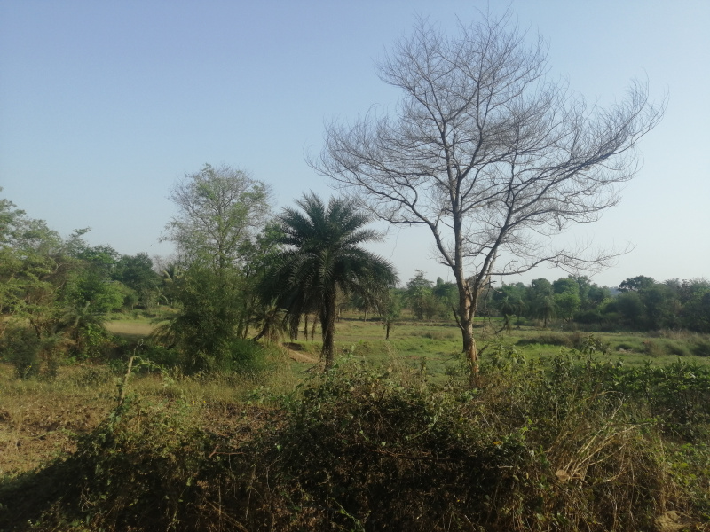 3.5 Acre Agricultural/Farm Land for Sale in Khanvel, Silvassa