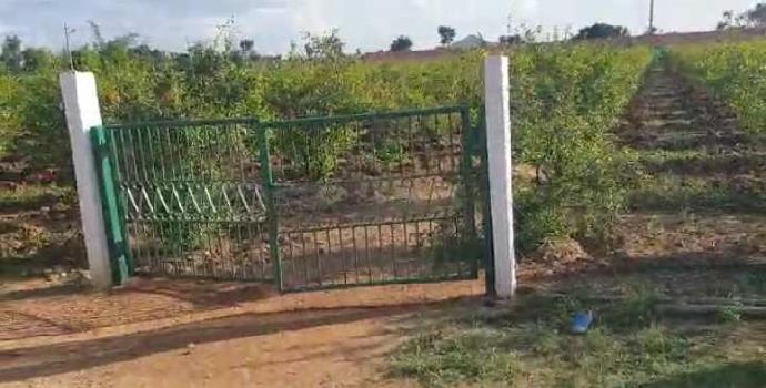 21 Acre Agricultural/Farm Land for Sale in Chikkaballapur, Bangalore