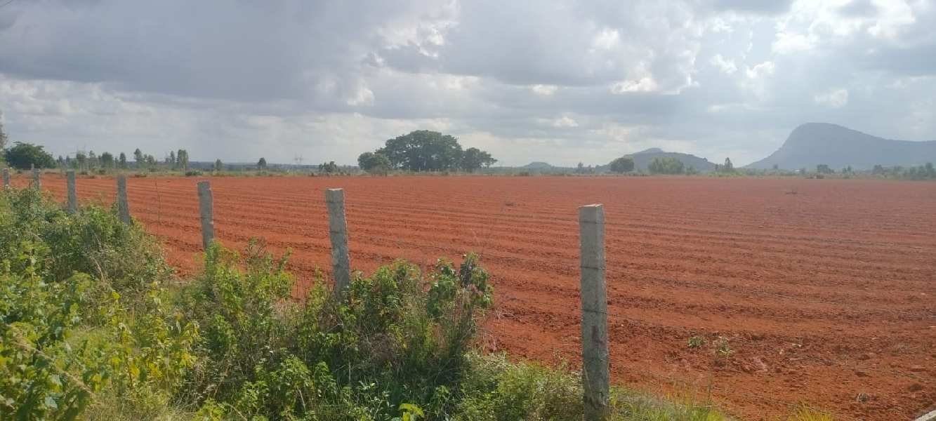 12 Acre Agricultural/Farm Land for Sale in Devanahalli, Bangalore