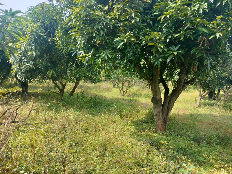 10 Acre Agricultural/Farm Land for Sale in Pavagada, Tumkur