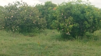 Land for sale near Bagepalli karnataka