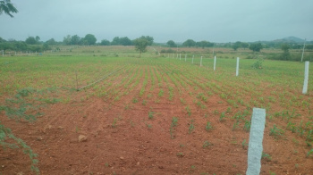 Agricultural/Farm Land for Sale in Pedda Shapur, Hyderabad (4 Acre)