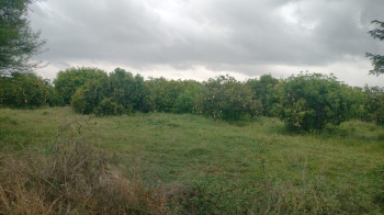 Agricultural/Farm Land for Sale in Hindupur, Anantapur (42 Acre)