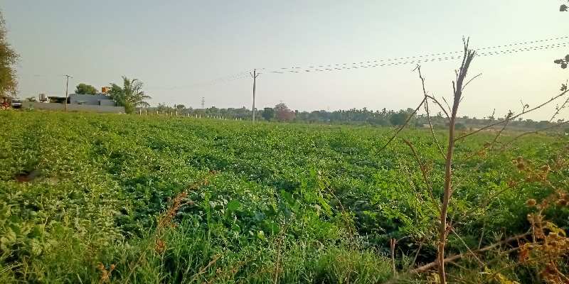 10.50 Hectares Agricultural/Farm Land for Sale in Somandepalli, Anantapur
