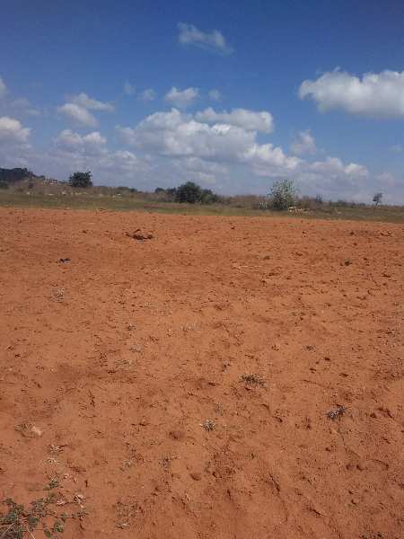 73 Acre Agricultural/Farm Land for Sale in Roddam, Anantapur