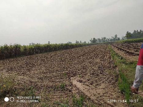 MOSMBI NIMBU KA BAGH SHAHPUR LAL ON BLACK LINK ROAD