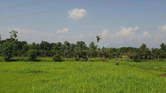 36 Bigha Agricultural/Farm Land for Sale in Garhmukteshwar, Hapur