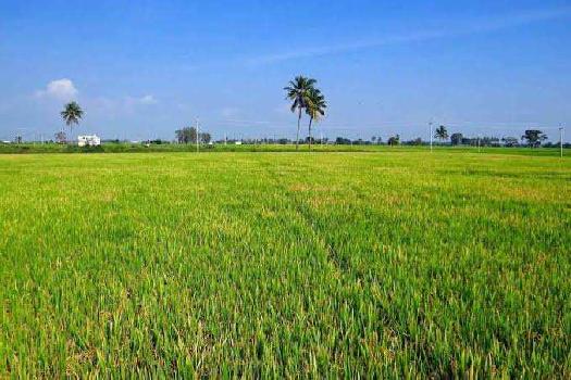 5 Bigha Agricultural/Farm Land for Sale in Garhmukteshwar, Hapur