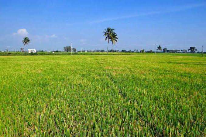 5 Bigha Agricultural/Farm Land for Sale in Garhmukteshwar, Hapur