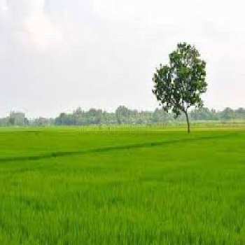 20 Bigha Agricultural/Farm Land for Sale in Garhmukteshwar, Hapur
