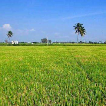 5 Bigha Agricultural/Farm Land for Sale in Garhmukteshwar, Hapur