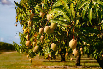 120 bigh mango bag for Sele price.25 lack per bigha