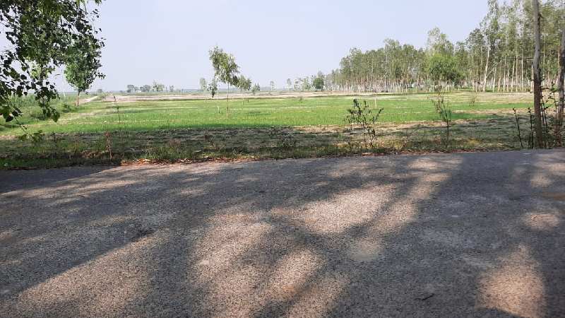 Garhmukteshwar tehsil agriculture land in bright