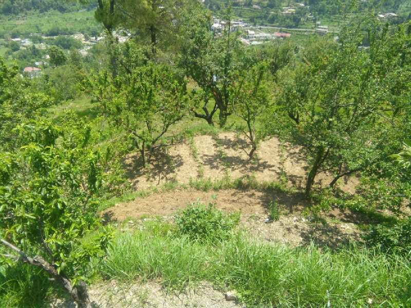 129600 Sq.ft. Agricultural/Farm Land for Sale in Ramgarh, Nainital