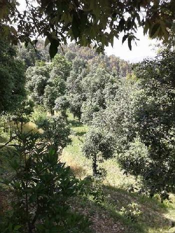 Property for sale in Binsar, Almora
