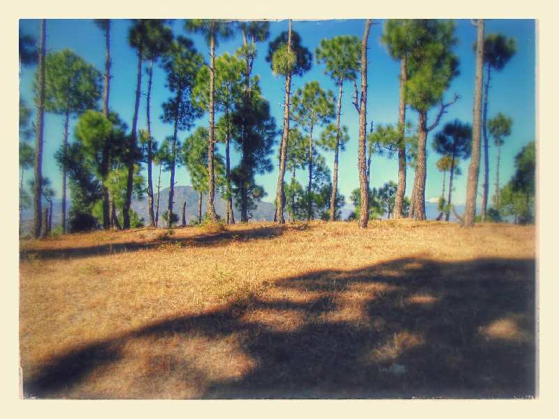 Residential Land For Sale In Satoli Village Sonapani, Sitla, Mukteshwar, Uttarakhand