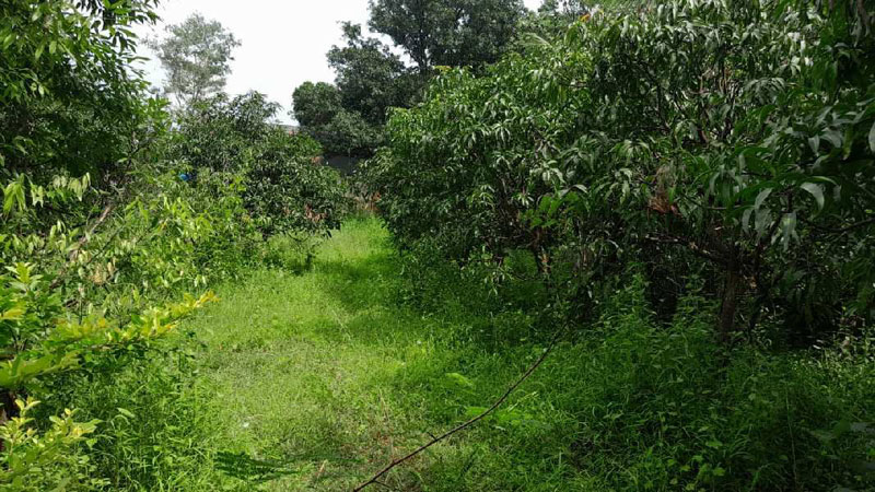 20 Guntha Agricultural/Farm Land for Sale in Murbad, Thane