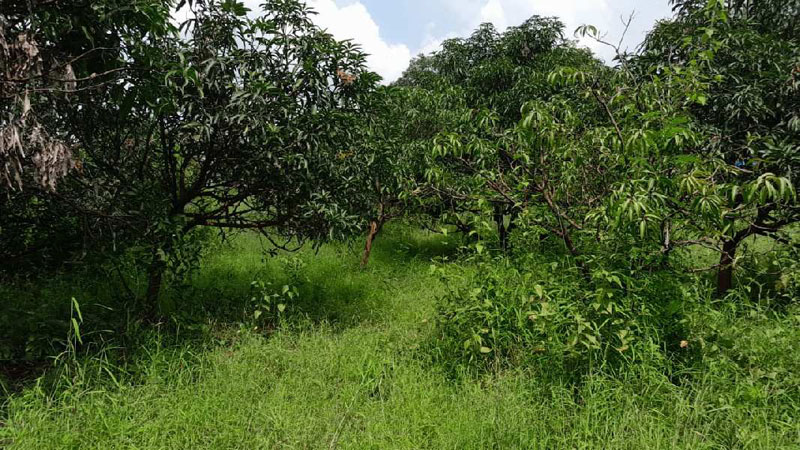 20 Guntha Agricultural/Farm Land for Sale in Murbad, Thane