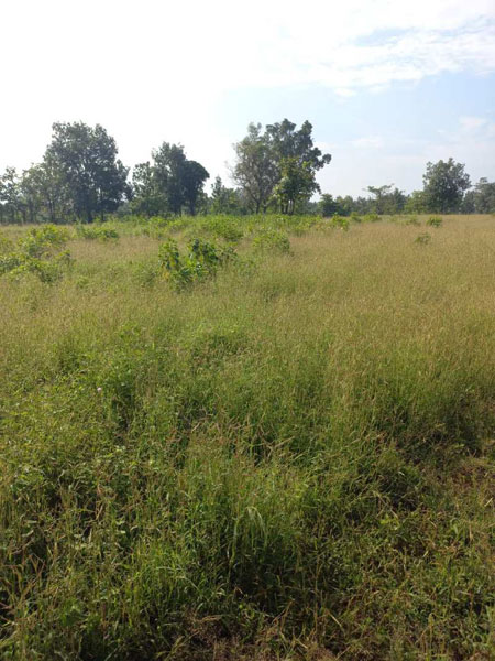 4.5 Acre Agricultural/Farm Land for Sale in Shahapur, Thane