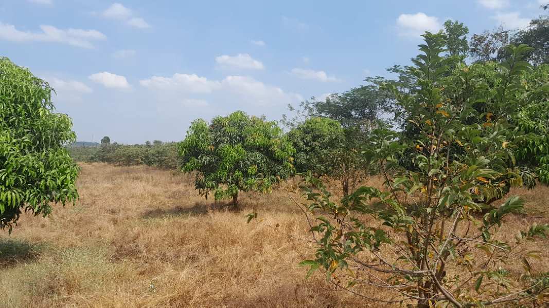 50 Sq.ft. Agricultural/Farm Land for Sale in Murbad, Thane