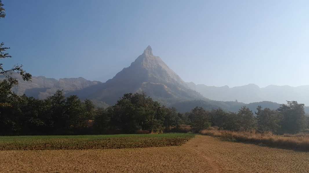 5.5 Acre Agricultural/Farm Land for Sale in Murbad, Thane