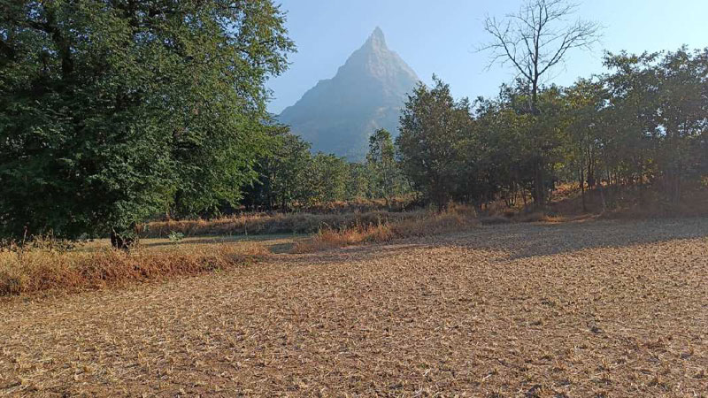 5.5 Acre Agricultural/Farm Land for Sale in Murbad, Thane