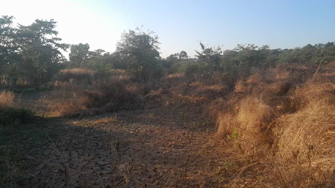 84 Guntha Agricultural/Farm Land for Sale in Murbad, Thane