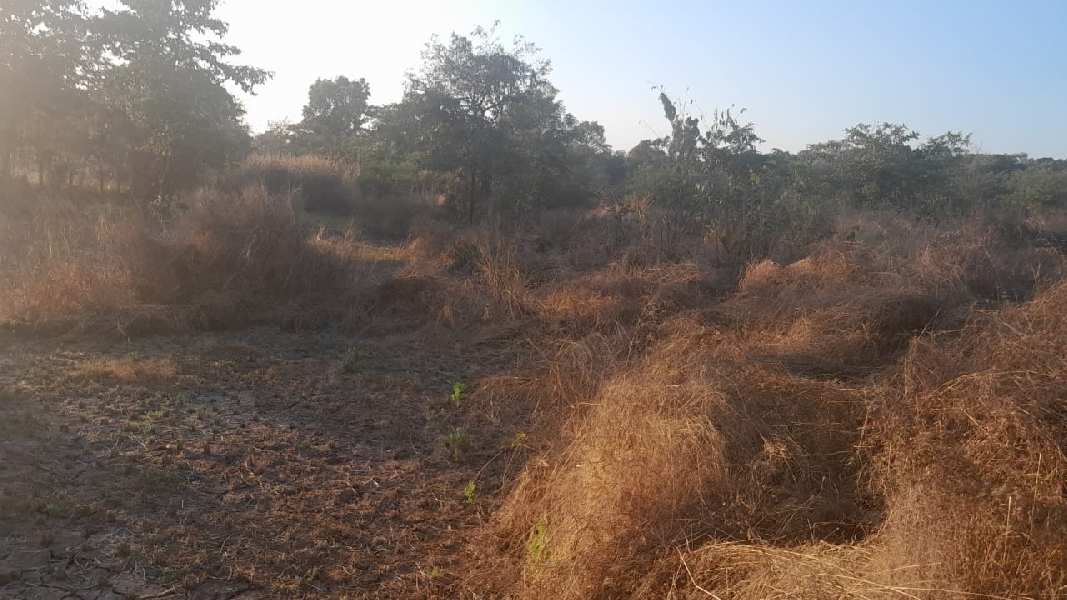84 Guntha Agricultural/Farm Land for Sale in Murbad, Thane