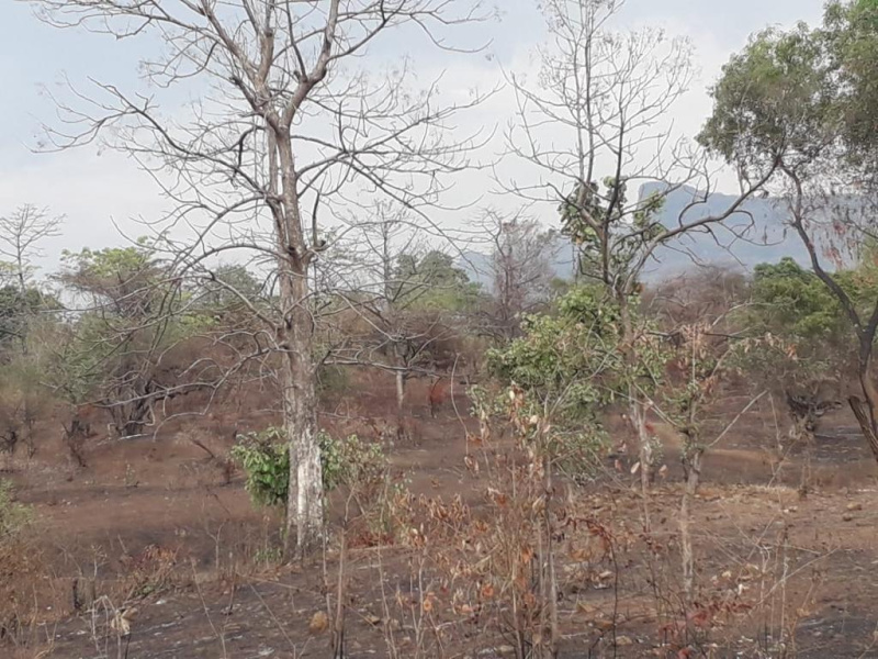 15 Acre Agricultural/Farm Land for Sale in Maharashtra
