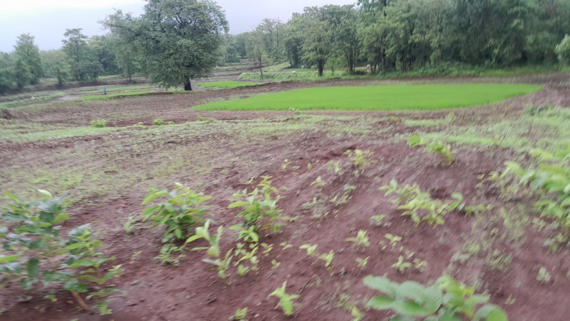 80 Guntha Agricultural/Farm Land for Sale in Murbad, Thane