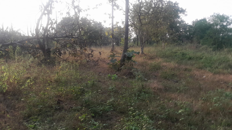 3.5 Acre Agricultural/Farm Land for Sale in Murbad MIDC, Thane
