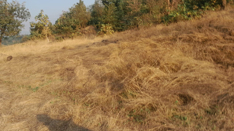 9 Ares Agricultural/Farm Land for Sale in Shahapur, Thane