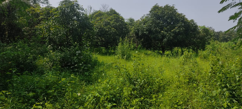 20 Guntha Agricultural/Farm Land for Sale in Muranjan Wadi, Mumbai