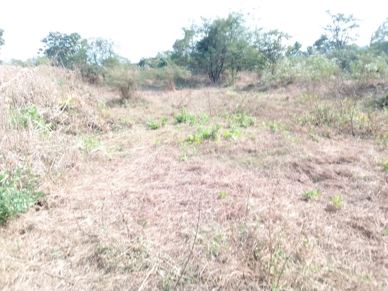 1 Acre Agricultural/Farm Land for Sale in Murbad MIDC, Thane