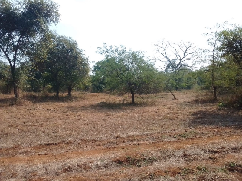 8 Acre Agricultural/Farm Land for Sale in Murbad, Thane