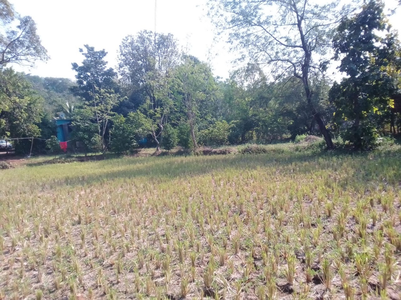 420 Guntha Agricultural/Farm Land for Sale in Shahapur, Thane