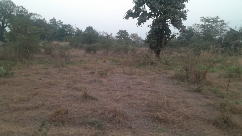 2 Acre Agricultural/Farm Land for Sale in Murbad MIDC, Thane