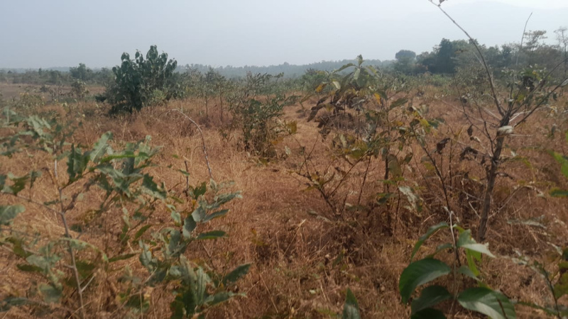 37 Guntha Agricultural/Farm Land for Sale in Murbad, Thane