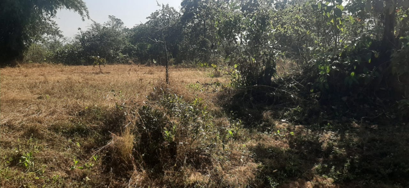 20 Guntha Agricultural/Farm Land for Sale in Murbad MIDC, Thane