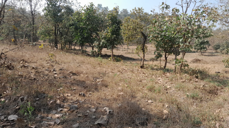 60 Guntha Agricultural/Farm Land for Sale in Murbad, Thane